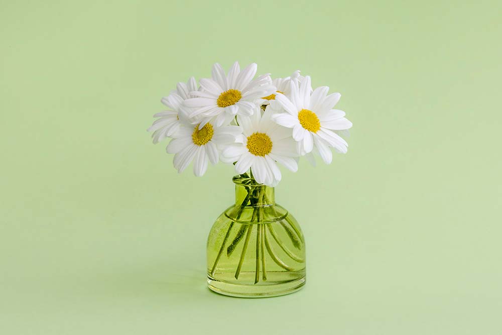 A small vase holding white daisies on a green background