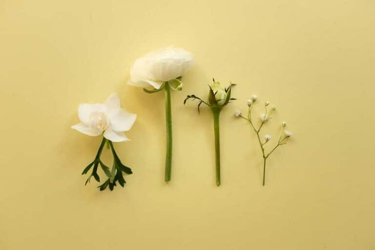 white flowers and buds arranged on a soft yellow background