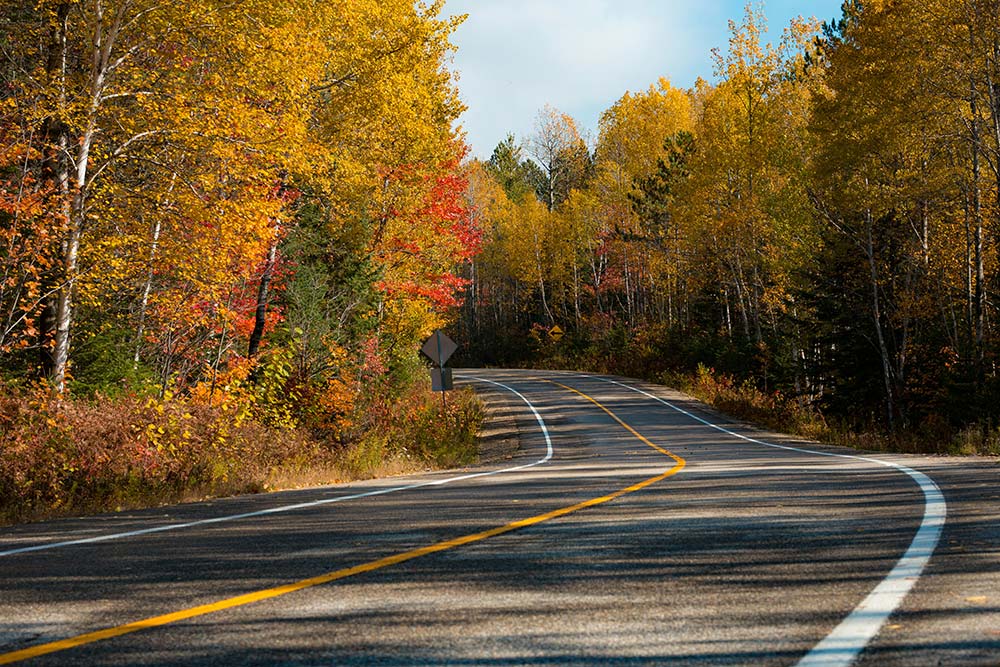 A road surrounded by trees