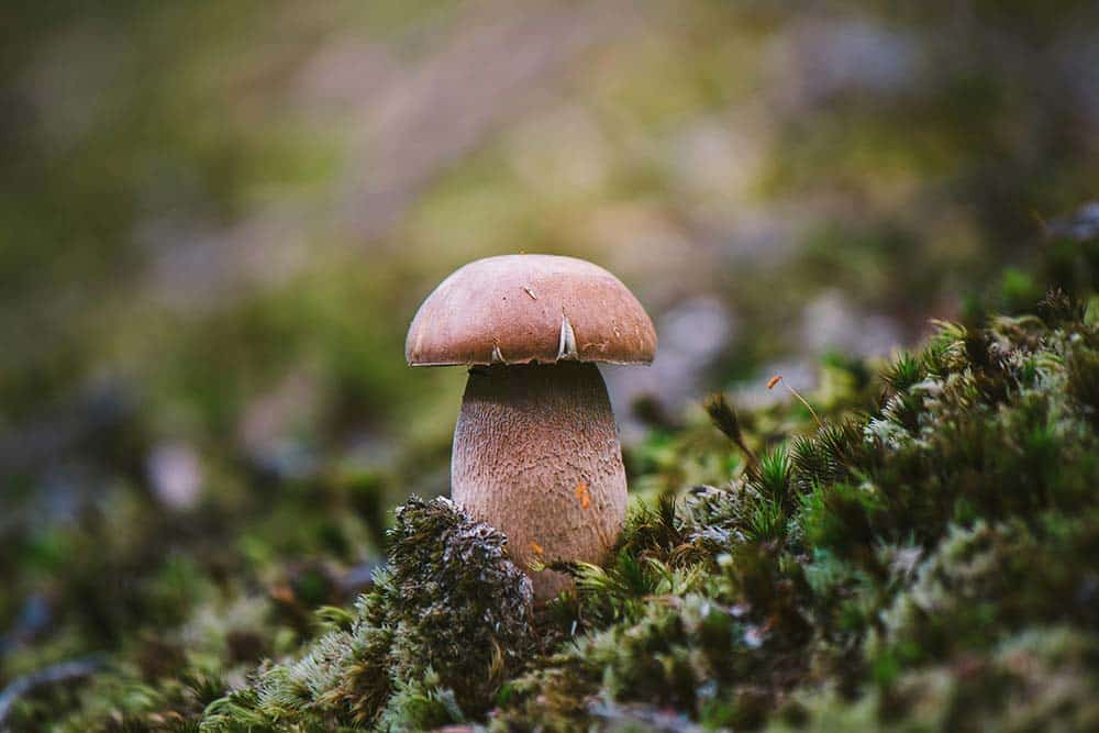 Brown mushroom on green moss