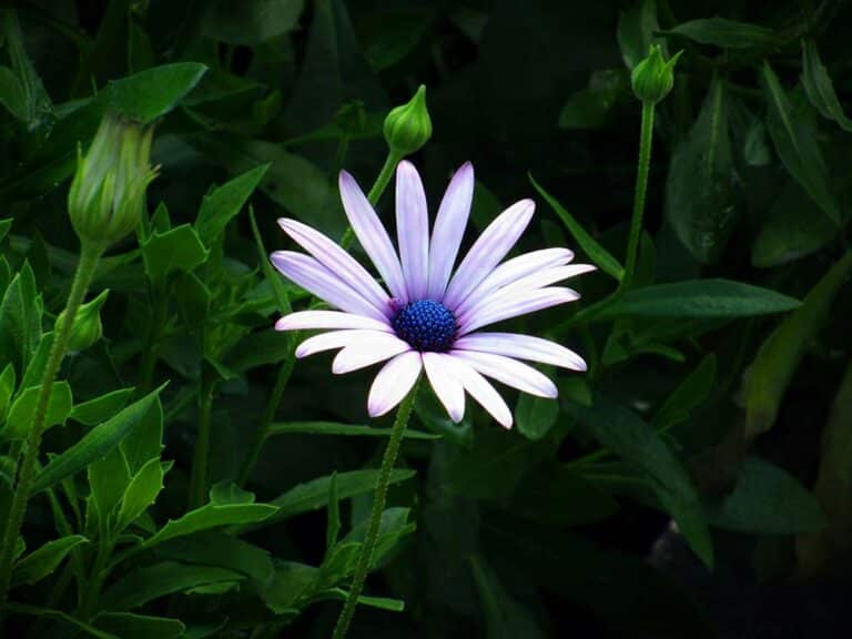 Pink petaled flowers