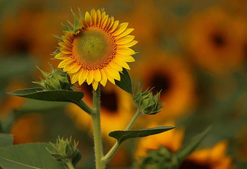 Vibrant sunflower stands tall in a field of sunflowers