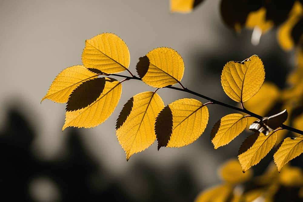 Yellow autumn leaves